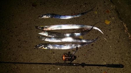 太刀魚道場入門