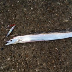 太刀魚まだ釣れます