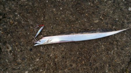 太刀魚まだ釣れます