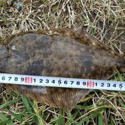 カレイのシーズン到来⁉