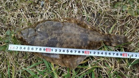 カレイのシーズン到来⁉