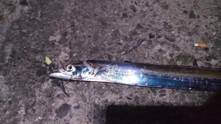 タチウオまだ江井ヶ島にいる