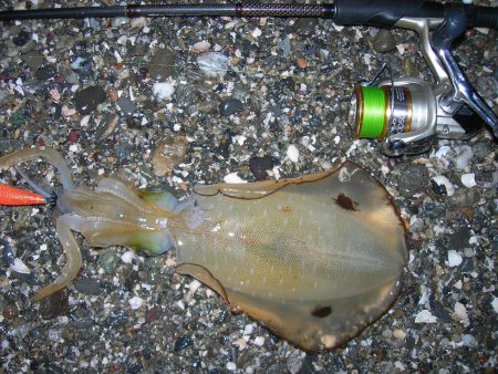 エギングでアオリイカ、ルアーでヒラスズキ