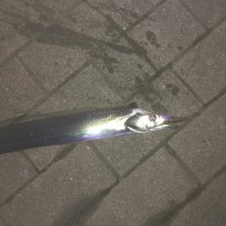 コスモでタチウオ、サゴシ