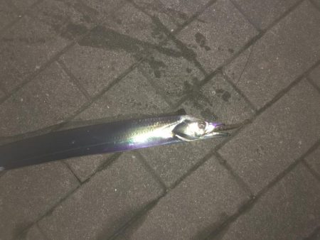 コスモでタチウオ、サゴシ