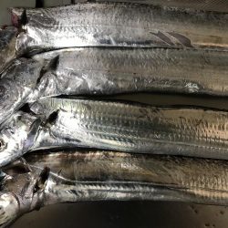 かなりスレて来た感じ?