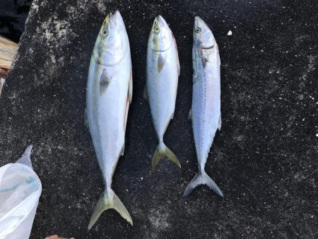 ついにきた！メジロ