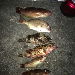 夕方から夜の釣り