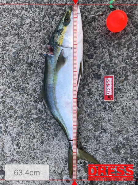 カービングメジロ