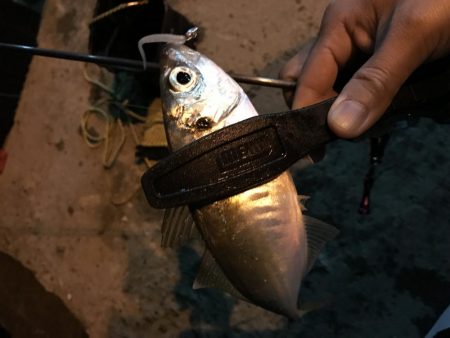 アジング釣行記