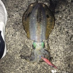 北風後のエギング