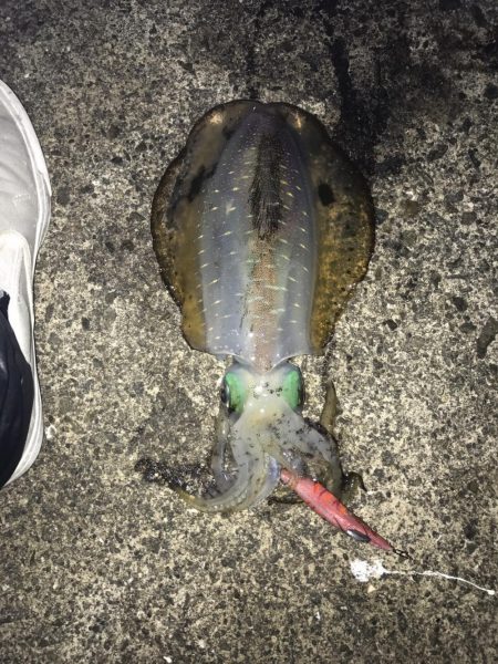 北風後のエギング