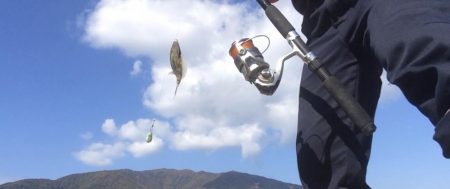 爆釣カワハギ！