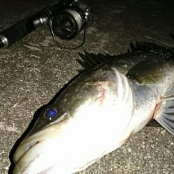 激渋マイワシパターン