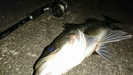 激渋マイワシパターン