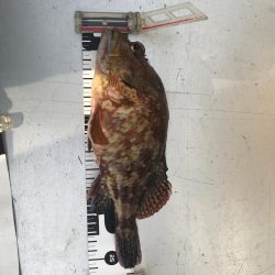 フィッシングハード5   2017