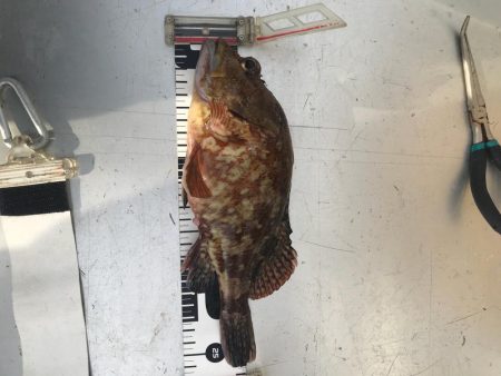 フィッシングハード5   2017