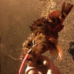 アジング、ガシリング