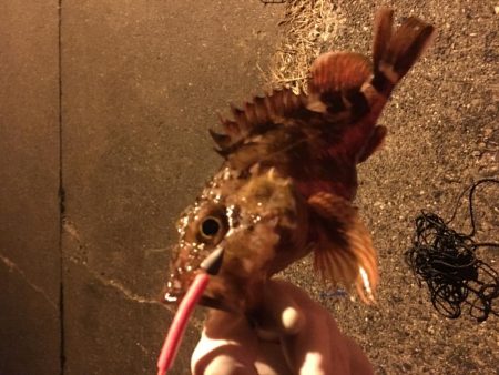 アジング、ガシリング