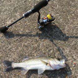 寺津でハゼ、セイゴ