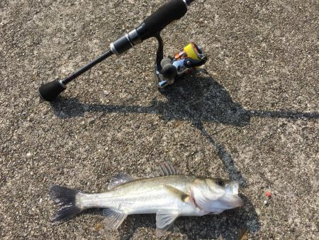 寺津でハゼ、セイゴ