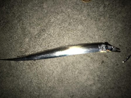 湾奥タチウオ。状況変化？？