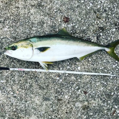 ブリ、メジロ、ハマチ