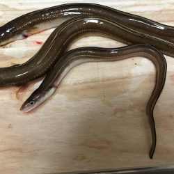 カワハギ・穴子・グチ・ハゼ