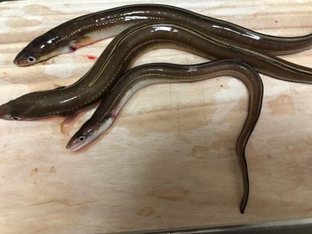 カワハギ・穴子・グチ・ハゼ