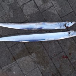 そろそろ終了か