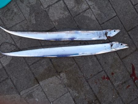 そろそろ終了か