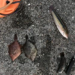 色違いかわはぎ