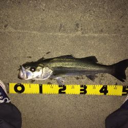 シーバスボイル