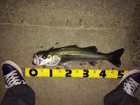 シーバスボイル