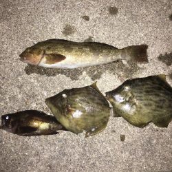 友達と遊びにハゲ釣に！