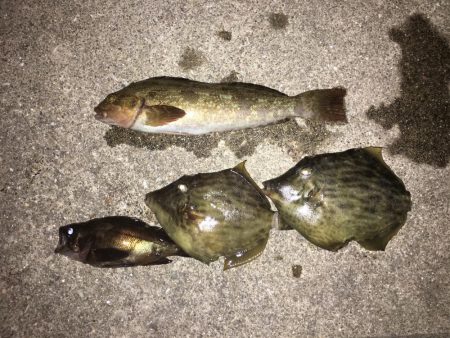 友達と遊びにハゲ釣に！