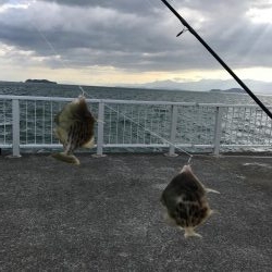 カワハギ釣り