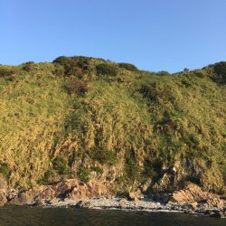 青物は遠い。。。