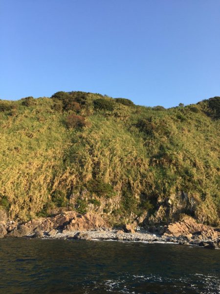 青物は遠い。。。