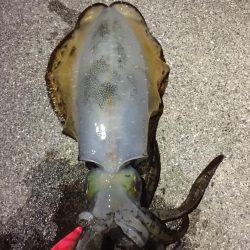 エギング アオリイカ