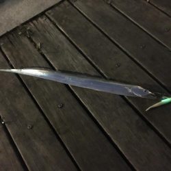 南港でタチウオ