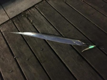 南港でタチウオ