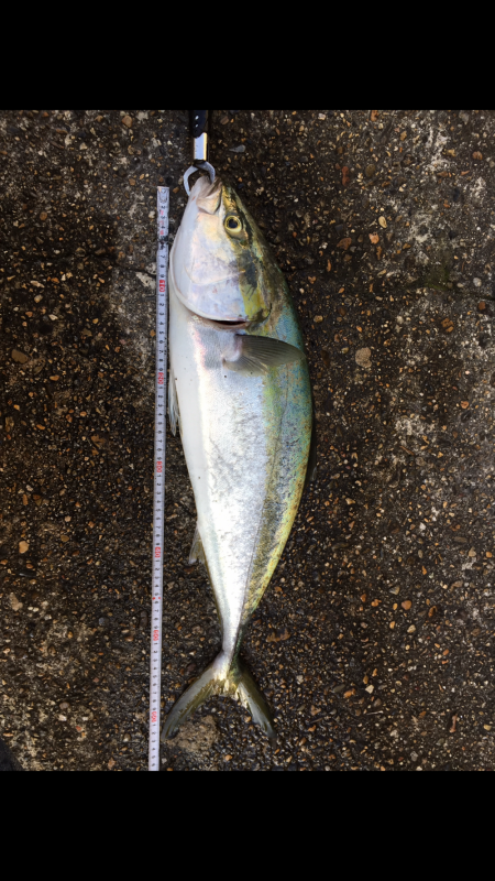 今日もメジロかな