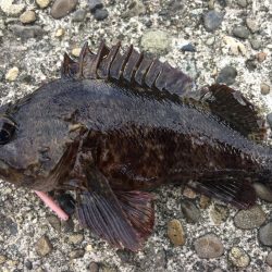 ロックフィッシュ