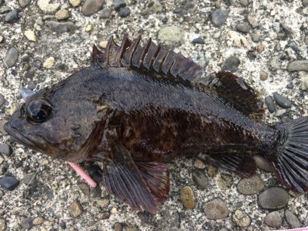 ロックフィッシュ