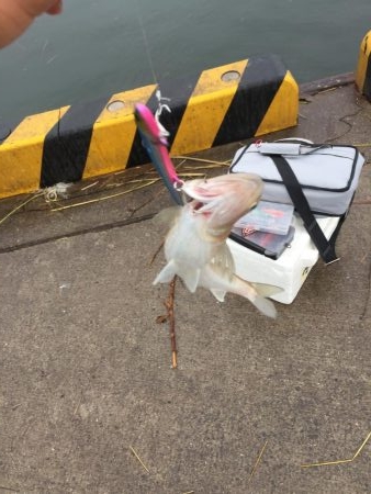 エビで大物ヒット！？