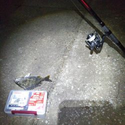 キビレ、セイゴ、太刀魚3種目