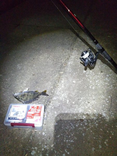 キビレ、セイゴ、太刀魚3種目