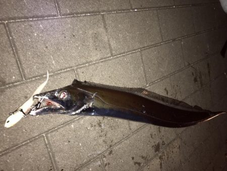 タチウオワインド