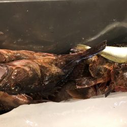 去年の面影なし